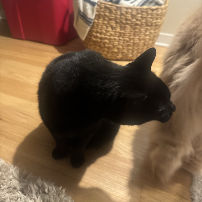 Muwazu's Calming Kitty Care