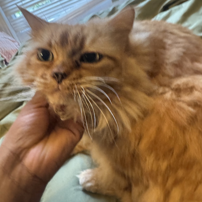 Muwazu's Calming Kitty Care photo 2