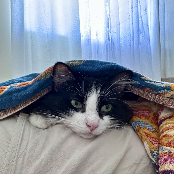 Devoted Cat Lover photo 3