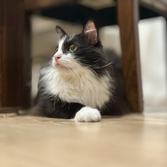 Devoted Cat Lover photo 2
