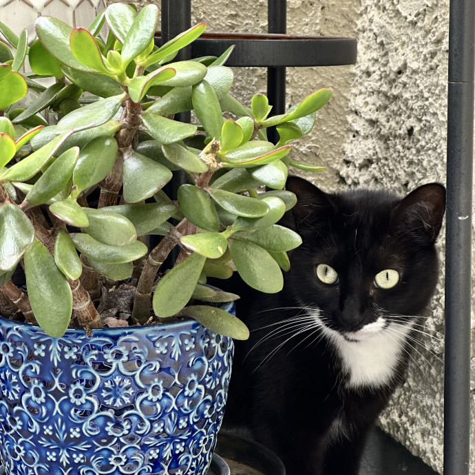 Devoted Cat Lover