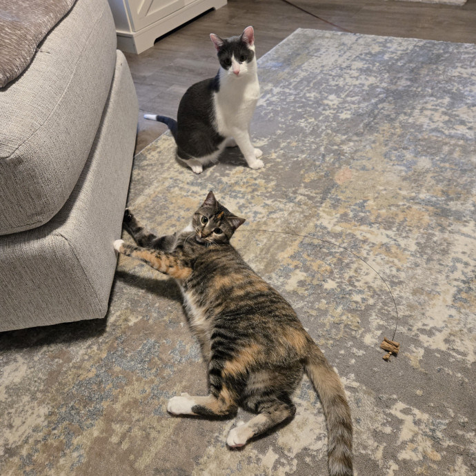 Shy Or Playful- I've Got You