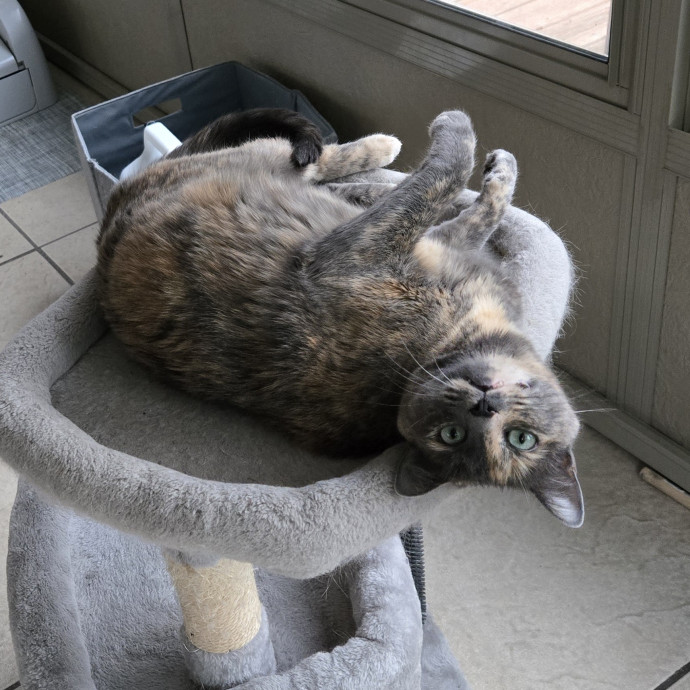 Shy Or Playful- I've Got You