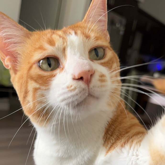 Jun The Cat Sitter