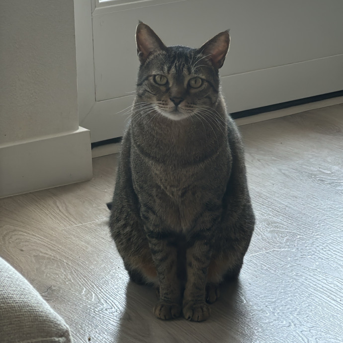 Jun The Cat Sitter