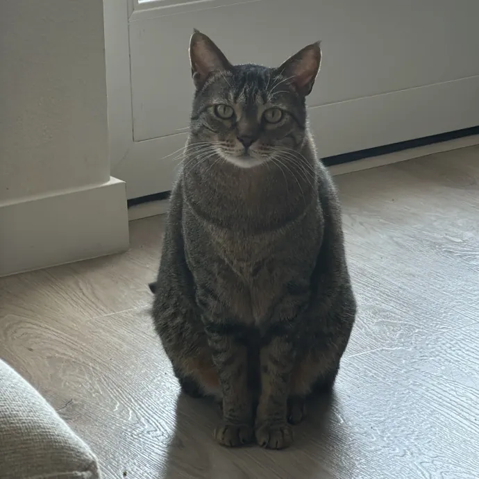 Jun The Cat Sitter