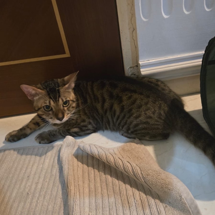 Jun The Cat Sitter