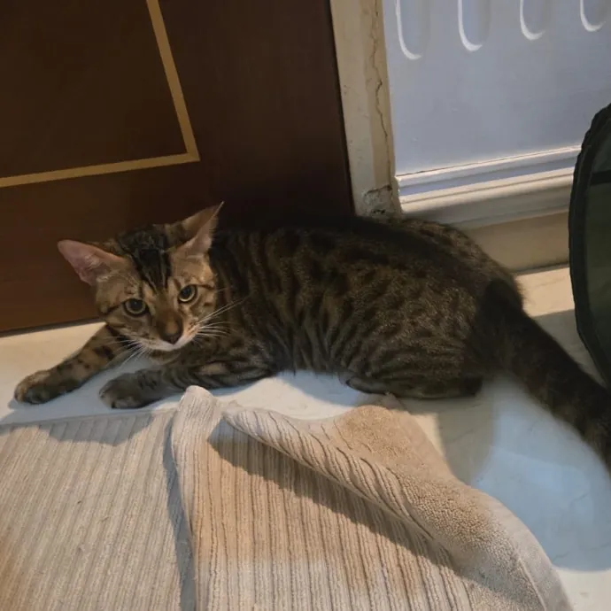 Jun The Cat Sitter