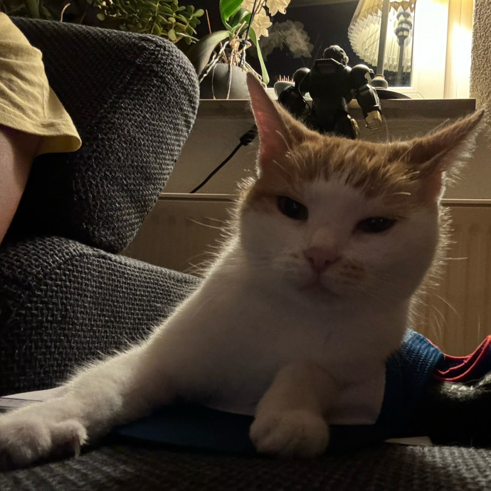 Jun The Cat Sitter