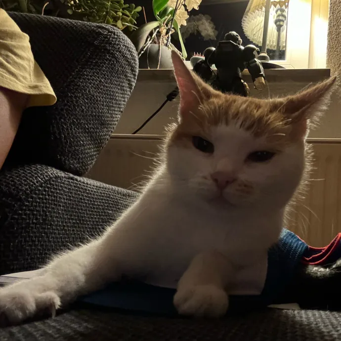 Jun The Cat Sitter