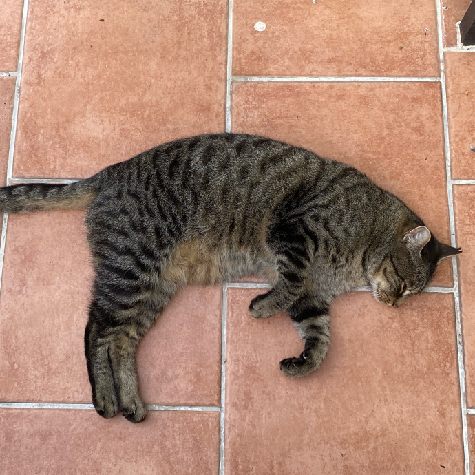 Jun The Cat Sitter