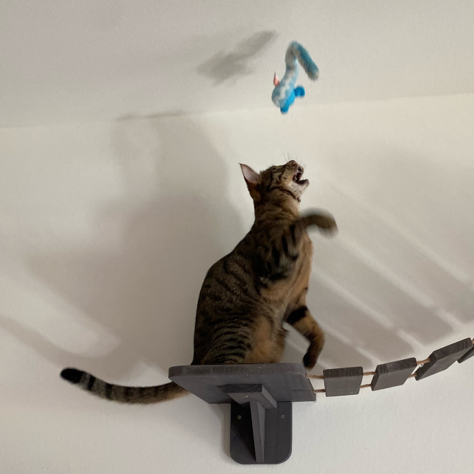 Jun The Cat Sitter