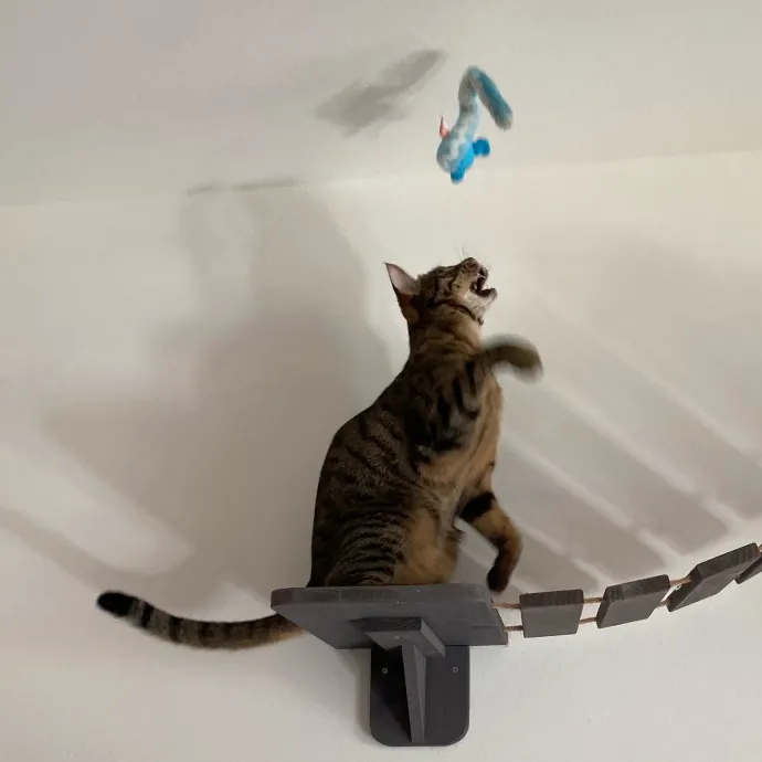 Jun The Cat Sitter