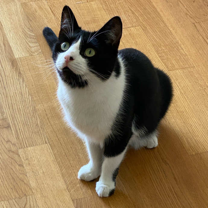 Jun The Cat Sitter