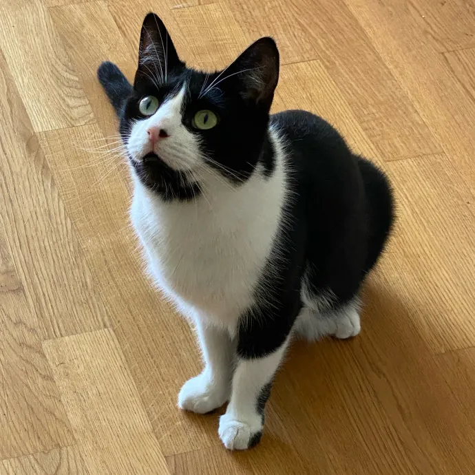 Jun The Cat Sitter photo 4
