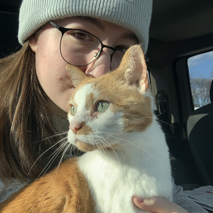 Skilled Care For Feline Comfort