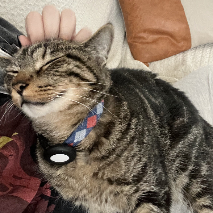 Skilled Care For Feline Comfort