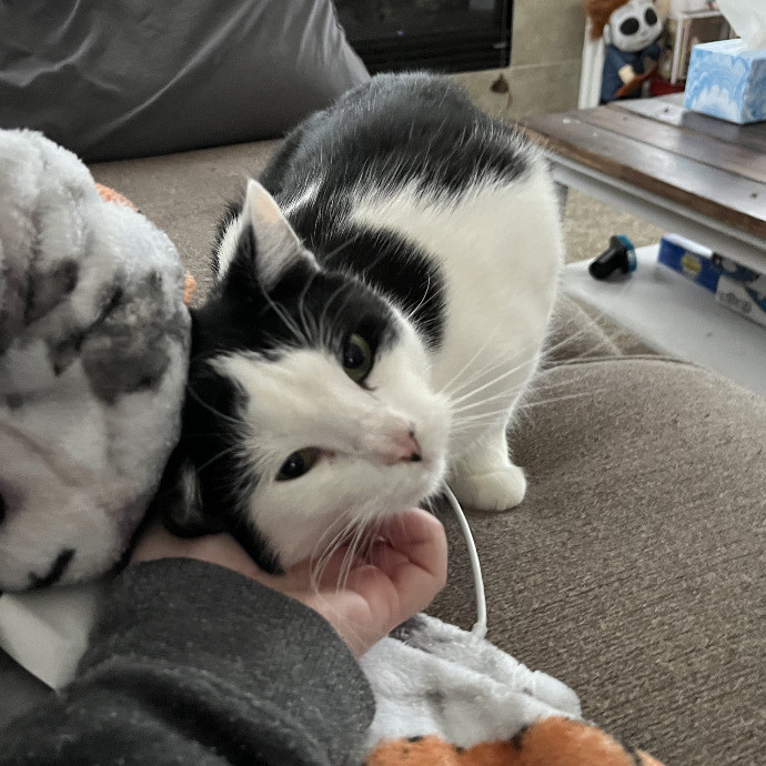 Skilled Care For Feline Comfort