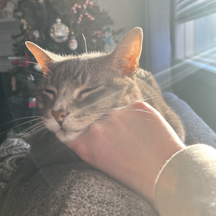 Skilled Care For Feline Comfort photo 3