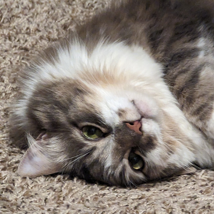 Cat Cuddles Full-Time Sitter Since 2015