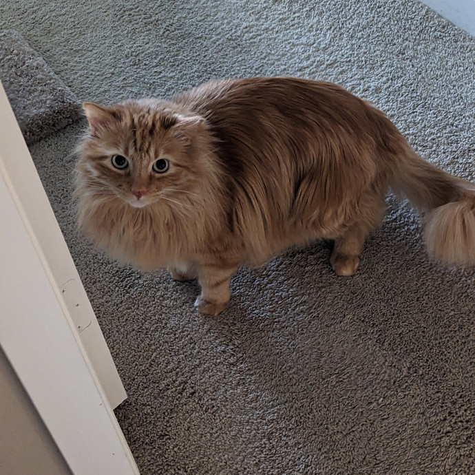 Cat Cuddles Full-Time Sitter Since 2015