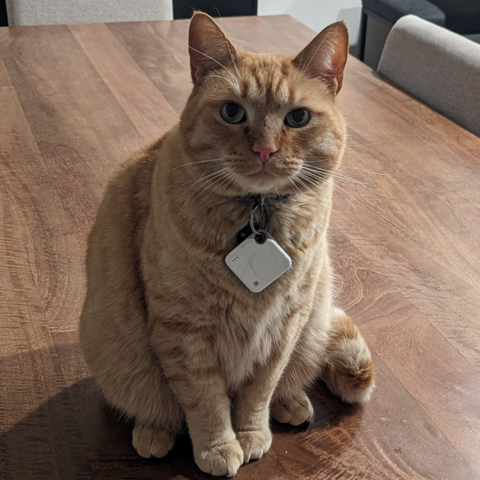 Cat Cuddles Full-Time Sitter Since 2015