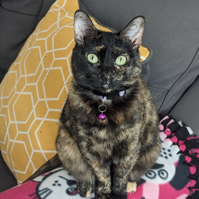 Cat Cuddles Full-Time Sitter Since 2015