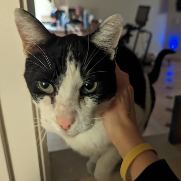 Cat Cuddles Full-Time Sitter Since 2015