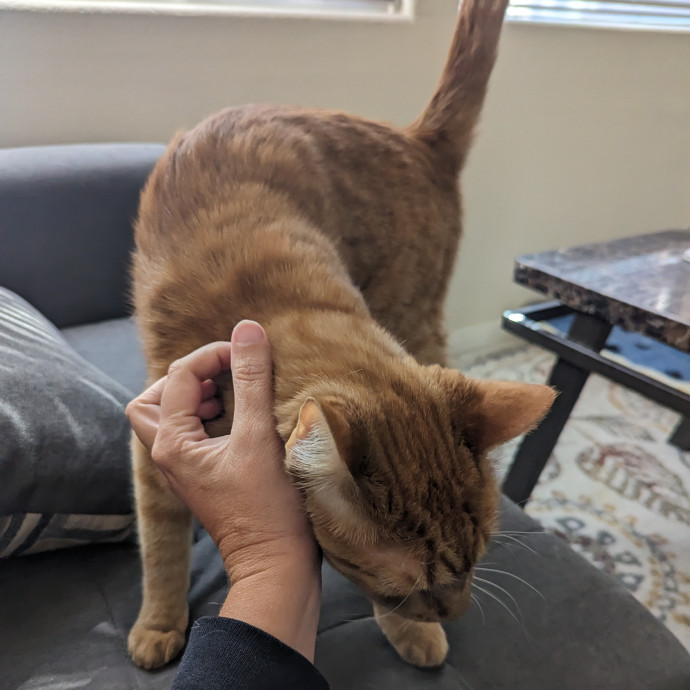 Cat Cuddles Full-Time Sitter Since 2015