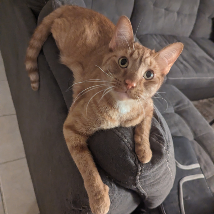 Cat Cuddles Full-Time Sitter Since 2015