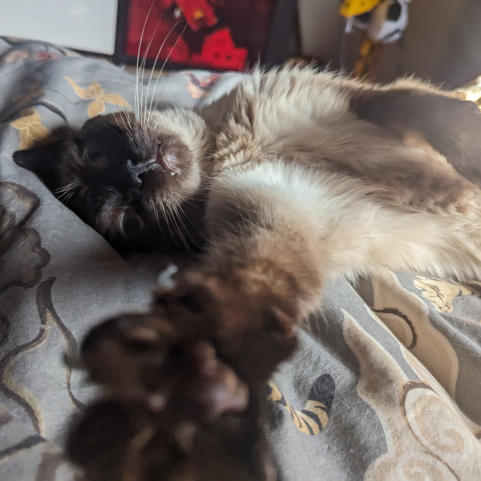Cat Cuddles Full-Time Sitter Since 2015