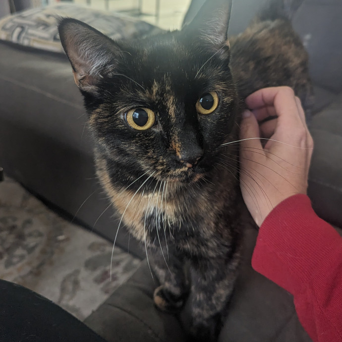 Cat Cuddles Full-Time Sitter Since 2015