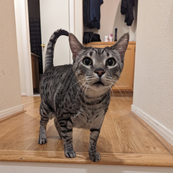 Cat Cuddles Full-Time Sitter Since 2015