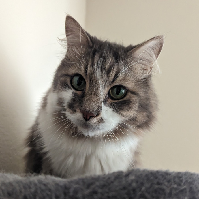 Cat Cuddles Full-Time Sitter Since 2015