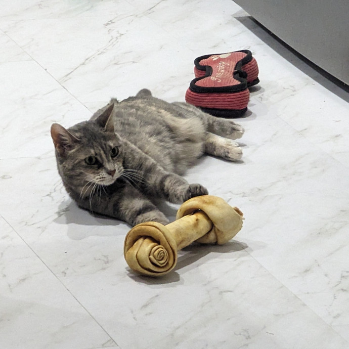 Cat Cuddles Full-Time Sitter Since 2015