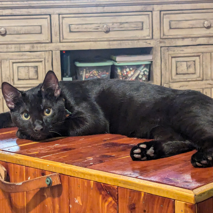 Cat Cuddles Full-Time Sitter Since 2015 photo 3
