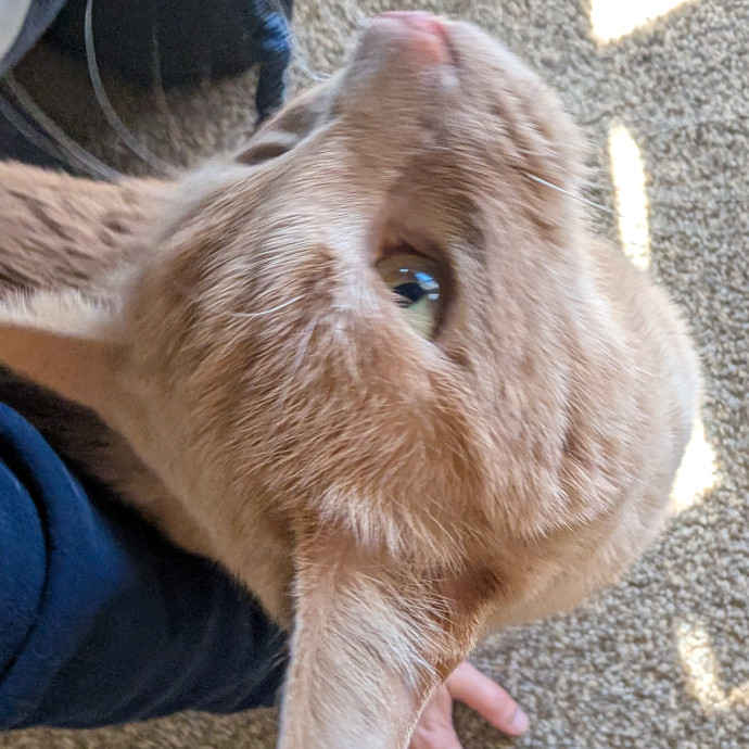 Cat Cuddles Full-Time Sitter Since 2015 photo 2