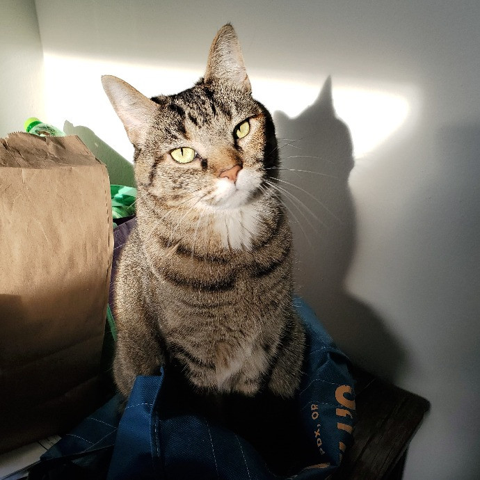 Mac's Meows