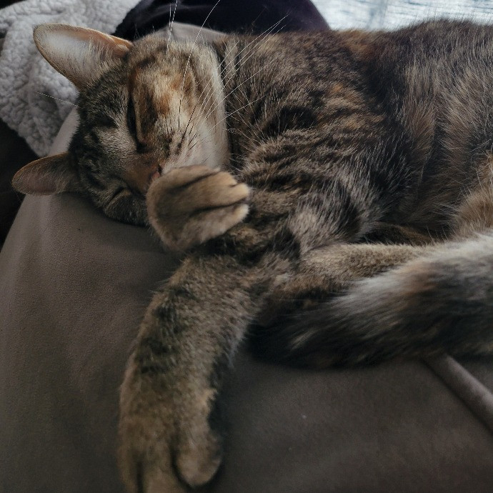 Mac's Meows