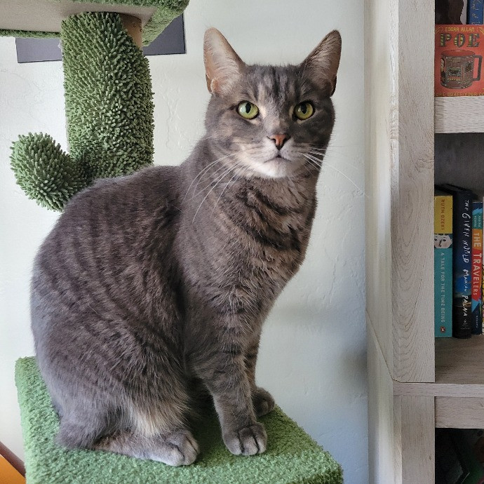 Mac's Meows photo 3