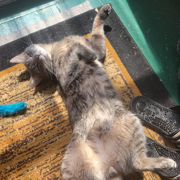Mac's Meows photo 2