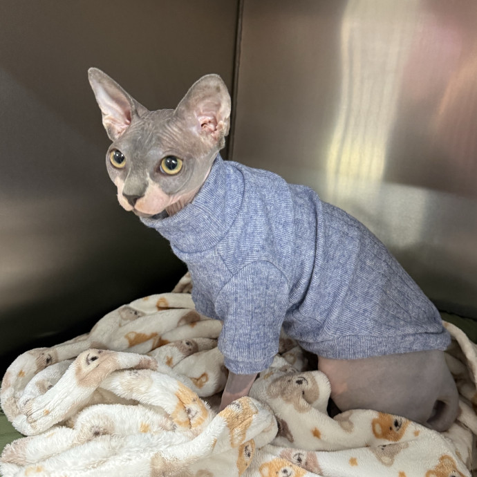 Veterinary Assistant And Cat Mom Of 2
