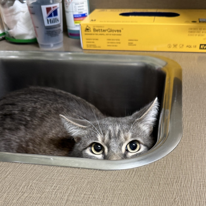 Veterinary Assistant And Cat Mom Of 2