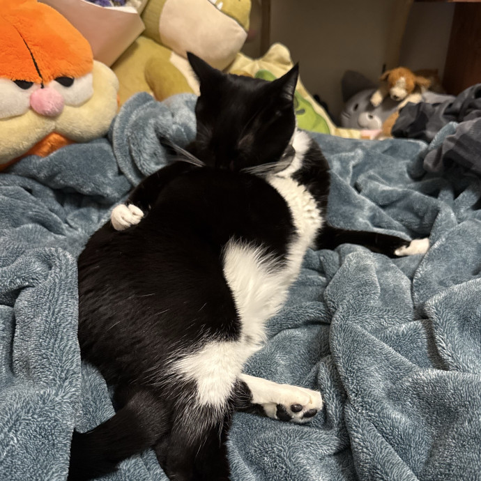 Veterinary Assistant And Cat Mom Of 2 photo 2