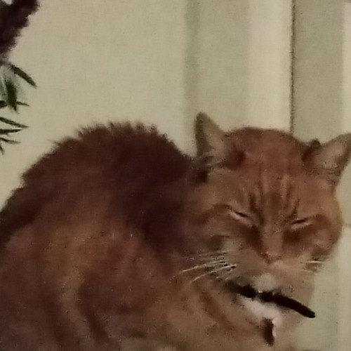San Francisco Cat Sitting With Osa