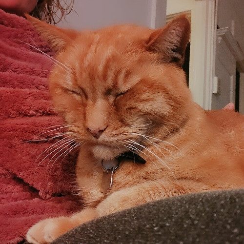 San Francisco Cat Sitting With Osa