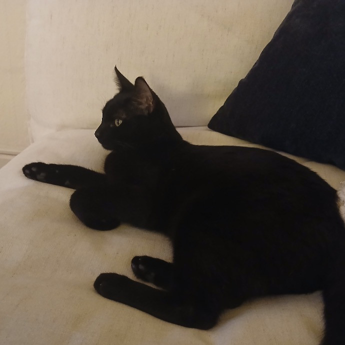 San Francisco Cat Sitting With Osa