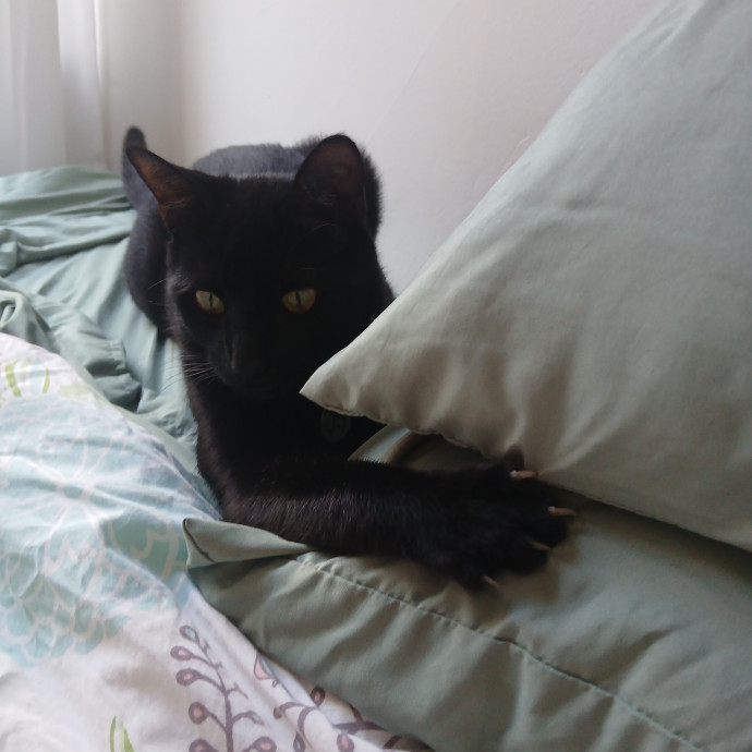 San Francisco Cat Sitting With Osa