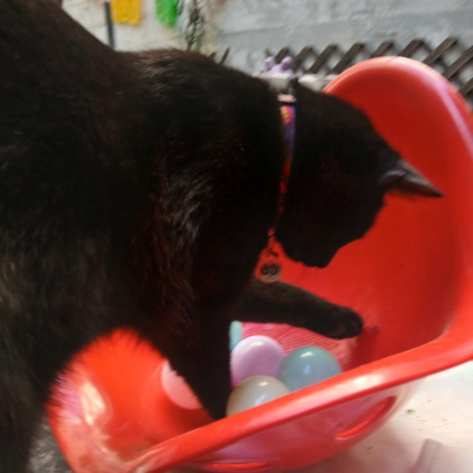 San Francisco Cat Sitting With Osa