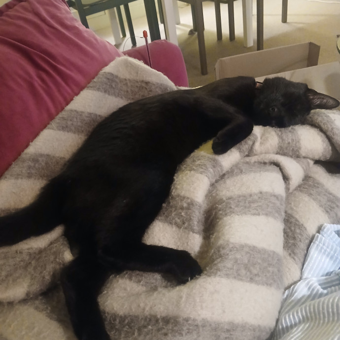 San Francisco Cat Sitting With Osa photo 3